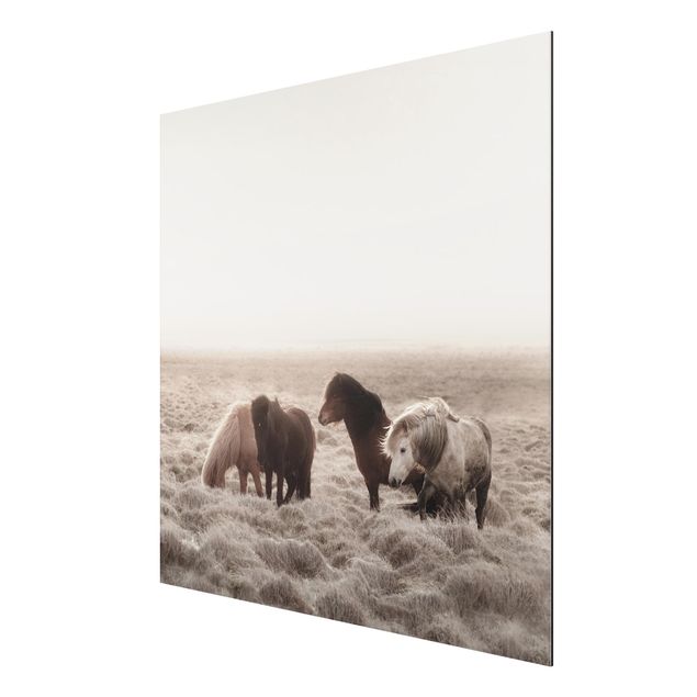 Obrazy nowoczesny Islandzkie dzikie konie