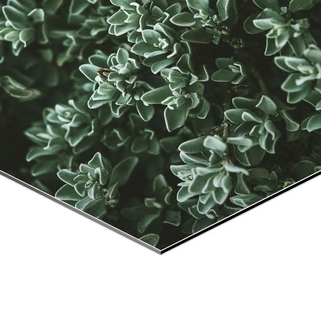 Obraz heksagonalny z Alu-Dibond 4-częściowy - Zestaw zielonych liści I