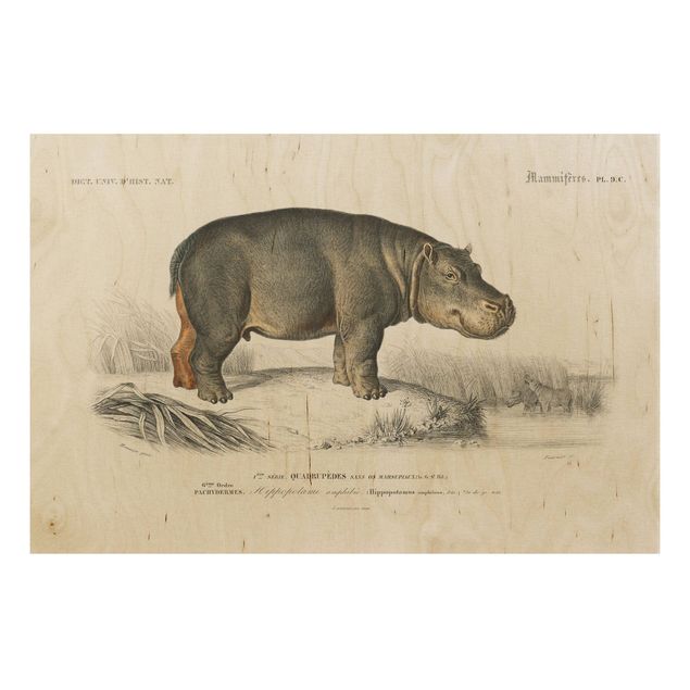 Obrazy na ścianę Tablica edukacyjna w stylu vintage Hipopotam