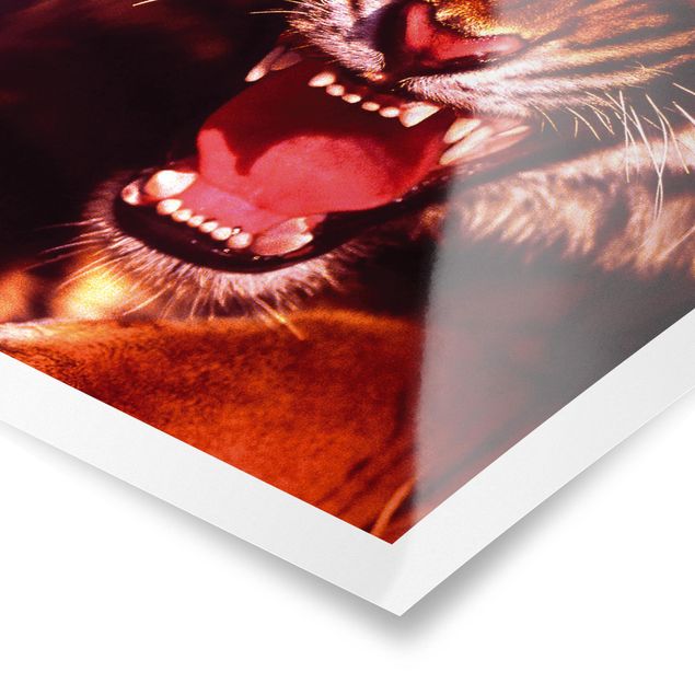 Plakat o zwierzętach Dziki tygrys