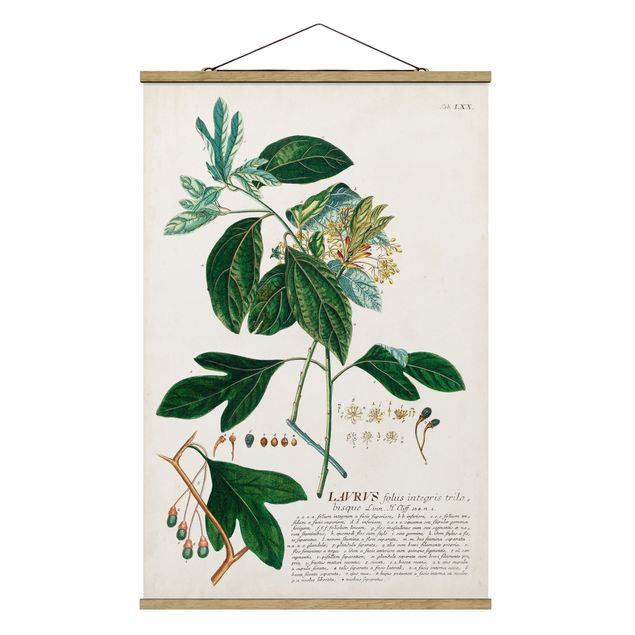 Zielony obraz Vintage Botanika Ilustracja Laurel