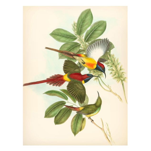 Obrazy do salonu Ilustracja w stylu vintage Ptaki tropikalne III