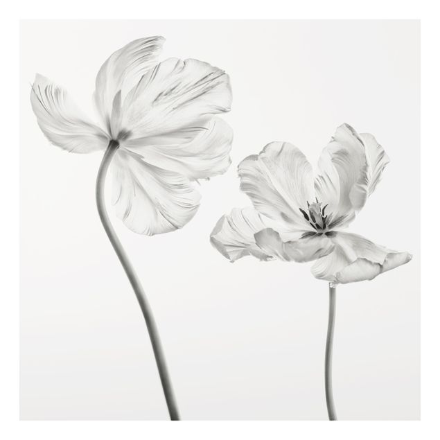Panel szklany do kuchni - Dwa delikatne białe tulipany