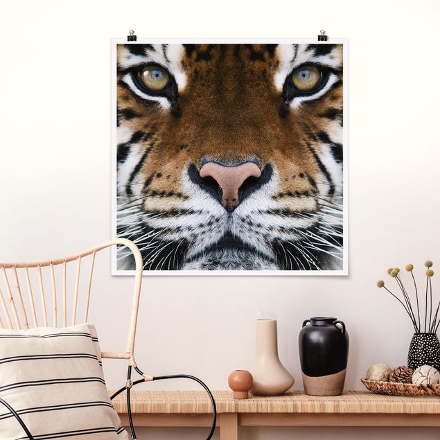 Nowoczesne obrazy do salonu Oczy tygrysa
