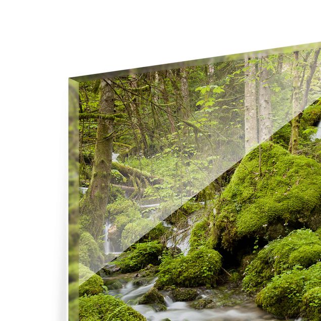 Obrazy drzewa Kamienie pokryte mchem Szwajcaria