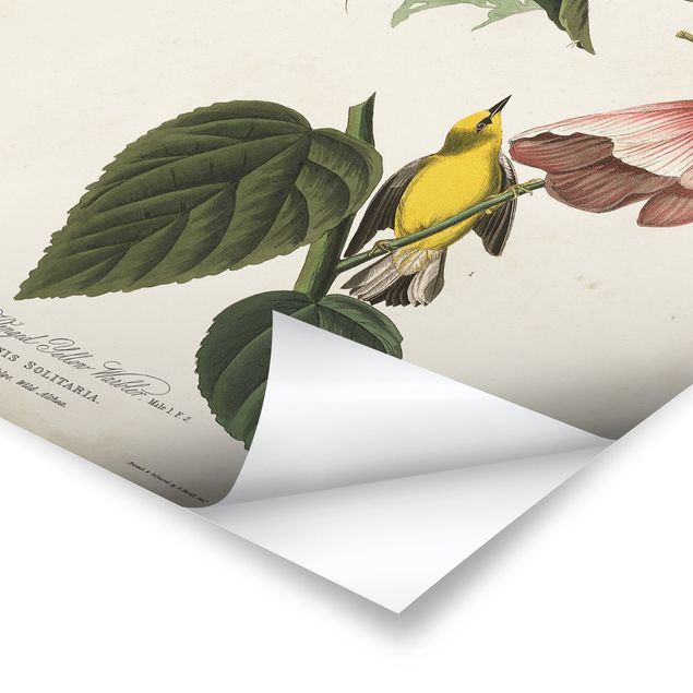 Obrazy motywy kwiatowe Tablica edukacyjna w stylu vintage Warbler II