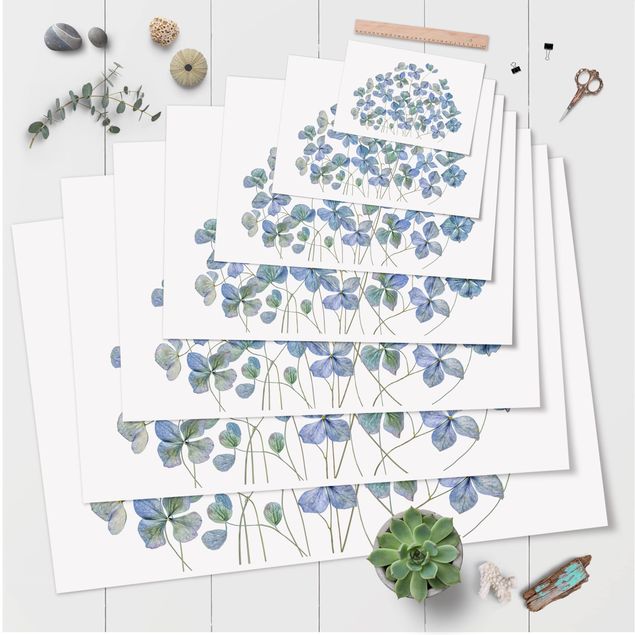 Plakat - Błękitne kwiaty hortensji