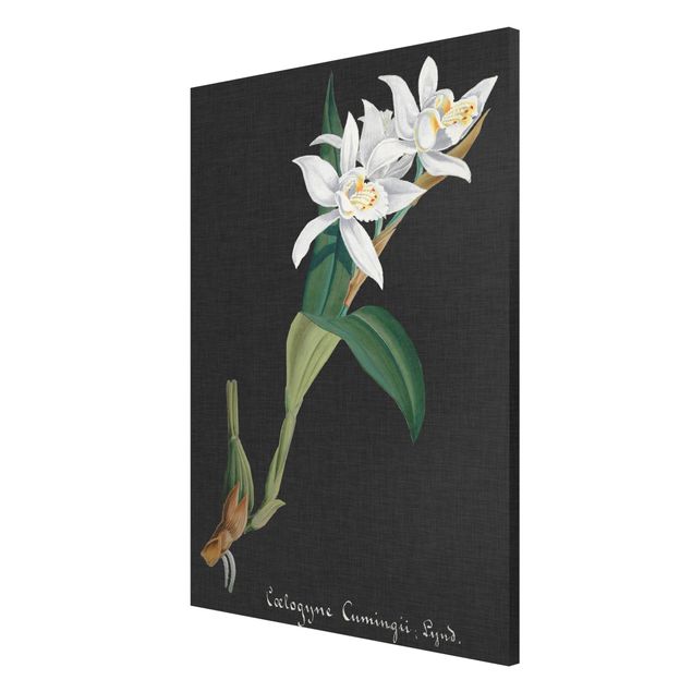 Nowoczesne obrazy do salonu Biała orchidea na lnie II