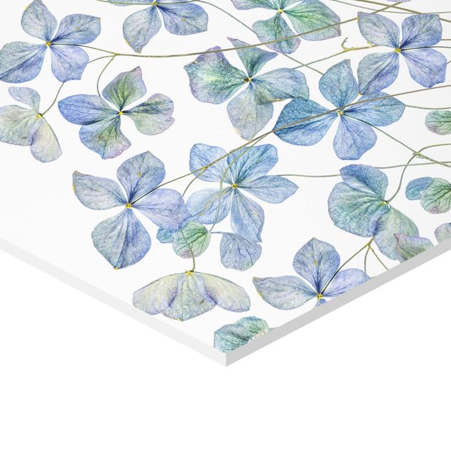 Obraz heksagonalny z Forex - Błękitne kwiaty hortensji