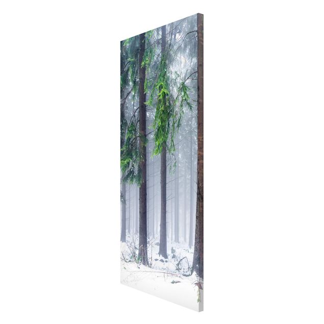Obrazy nowoczesny Drzewa iglaste zimą