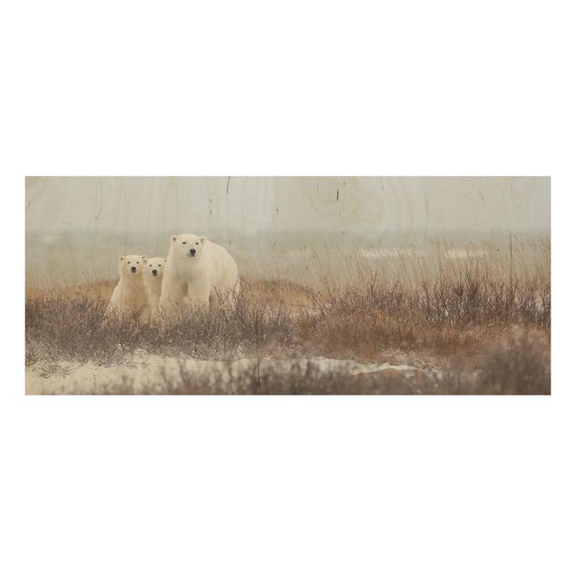 Obrazy Niedźwiedzica polarna i jej młode