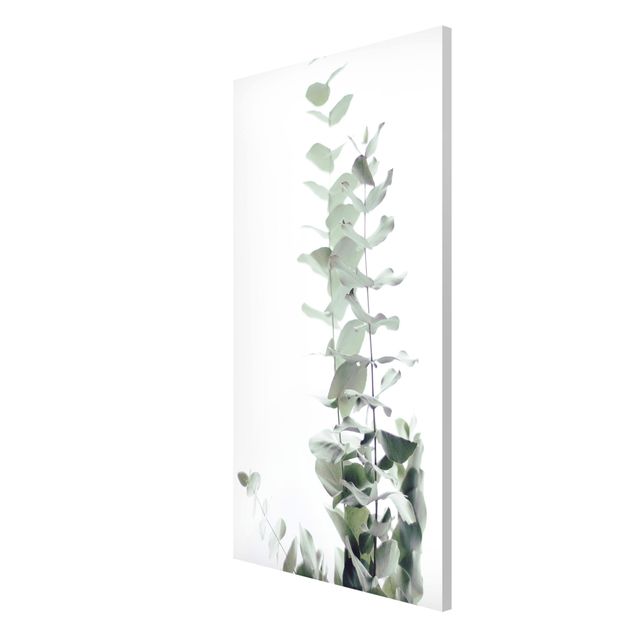 Obrazy nowoczesny Eukaliptus w białym świetle