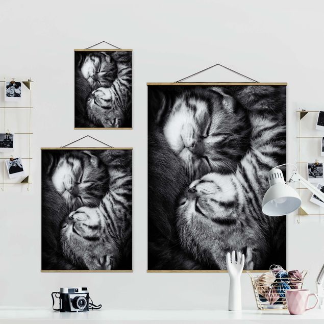 Obrazy na ścianę Dwa kocięta