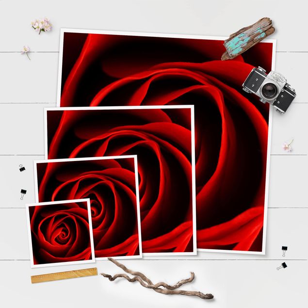 Plakaty Piękna róża