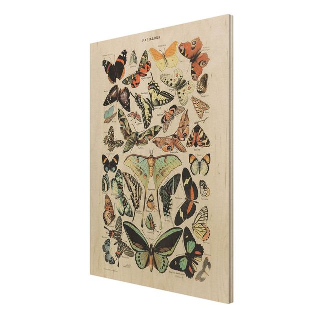 Obrazy z drewna Tablica edukacyjna w stylu vintage Motyle i ćmy