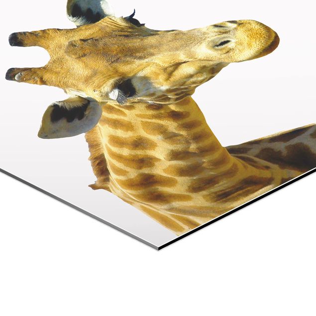 Obraz heksagonalny z Alu-Dibond - Nr 21 Ciekawa żyrafa