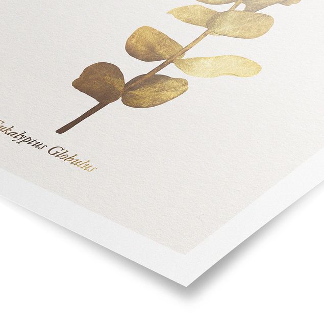Obrazy kwiatowe Złoto - Eukaliptus