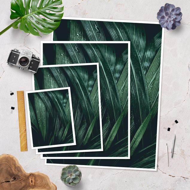 Plakat - Zielone liście palmy