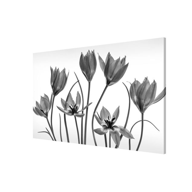 Nowoczesne obrazy Siedem kwiatów tulipana Czarno-biały