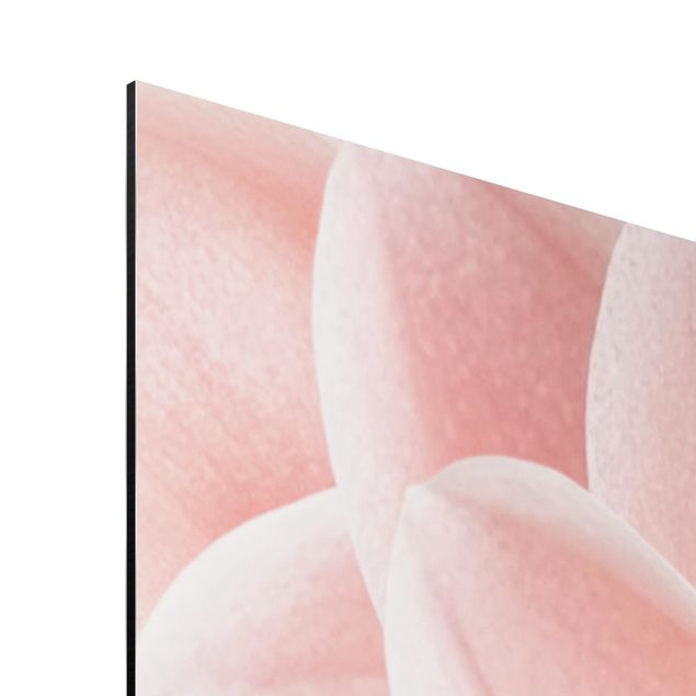 Obrazy motywy kwiatowe Dahlia Różowe płatki z detalami