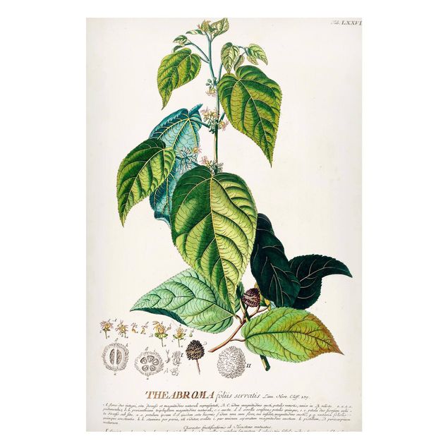 Obrazy do salonu nowoczesne Vintage Botanika Ilustracja Kakao