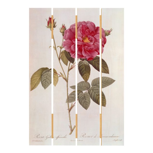 Reprodukcje Pierre Joseph Redouté - Róża aptekarska