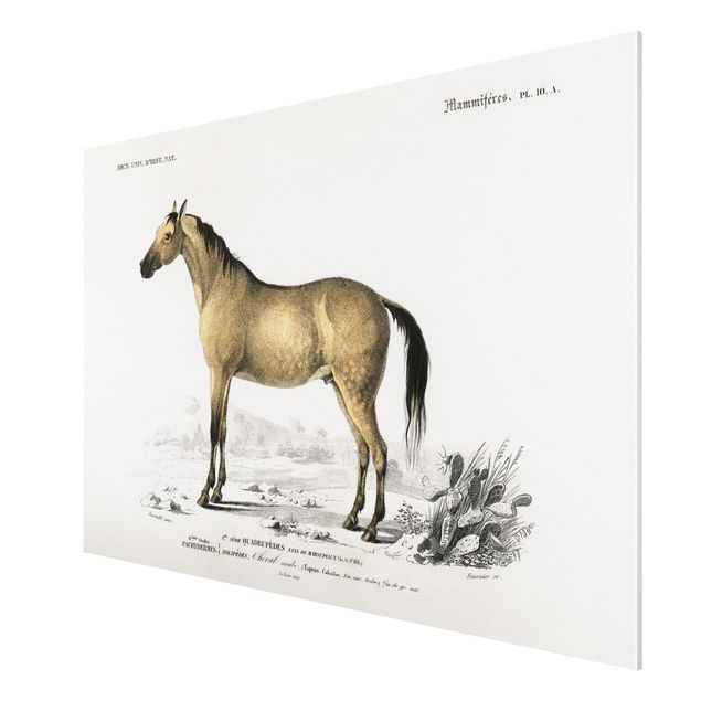 Konie obrazy Tablica edukacyjna w stylu vintage Koń