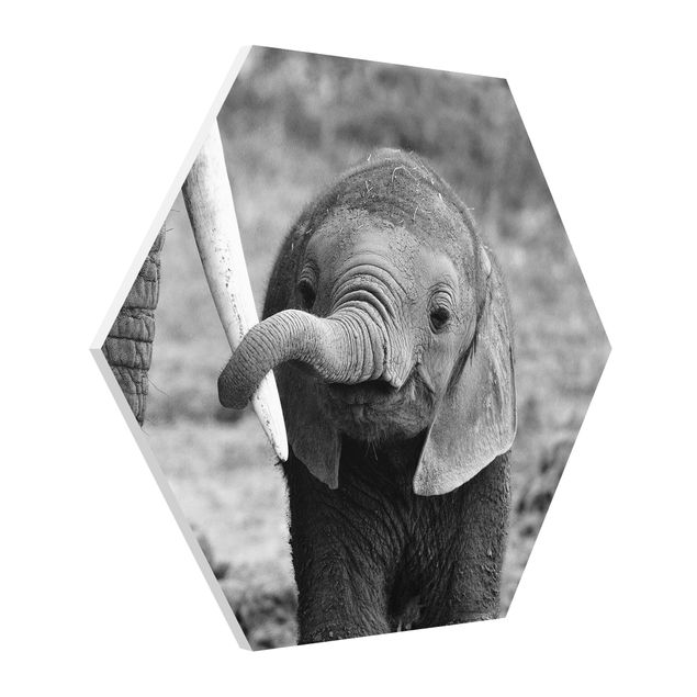 Zwierzęta obrazy Baby słoń