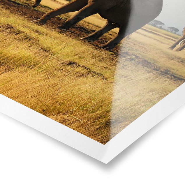 Obrazy ze zwierzętami Słonie na tle Kilimandżaro w Kenii
