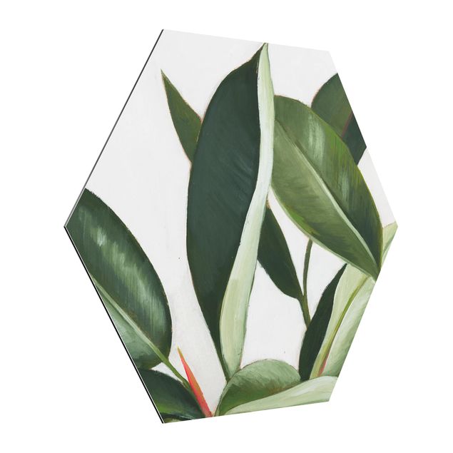 Obraz heksagonalny z Alu-Dibond - Ulubione rośliny - Drzewo kauczukowe