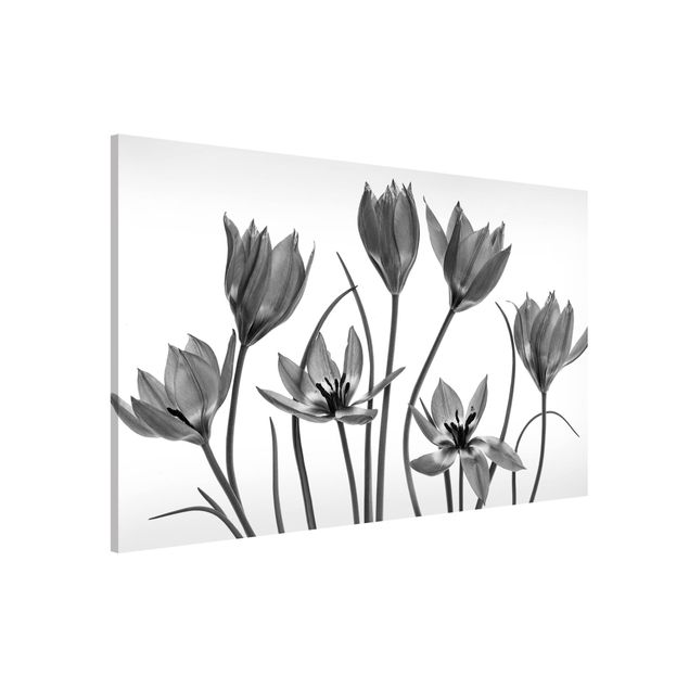 Dekoracja do kuchni Siedem kwiatów tulipana Czarno-biały