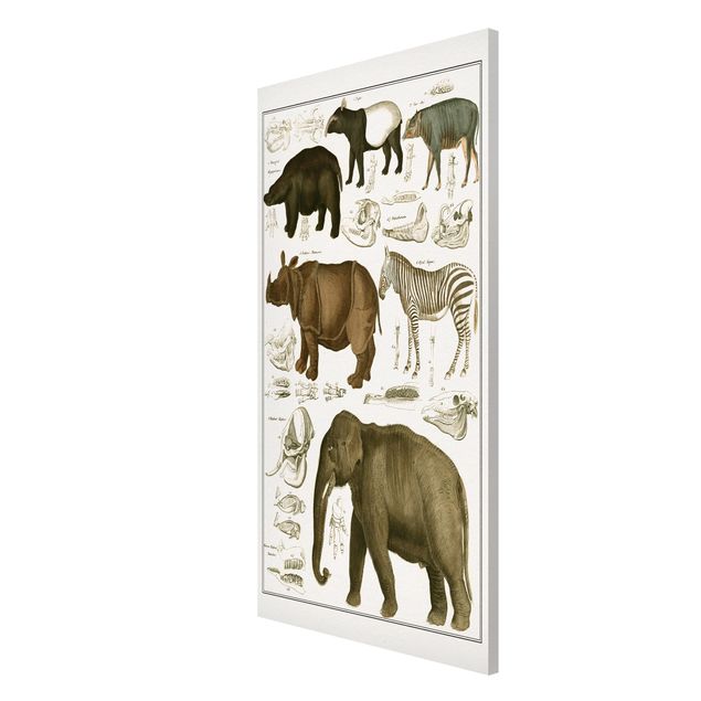 Obrazy krajobraz Tablica edukacyjna w stylu vintage Słonie, zebry i nosorożce