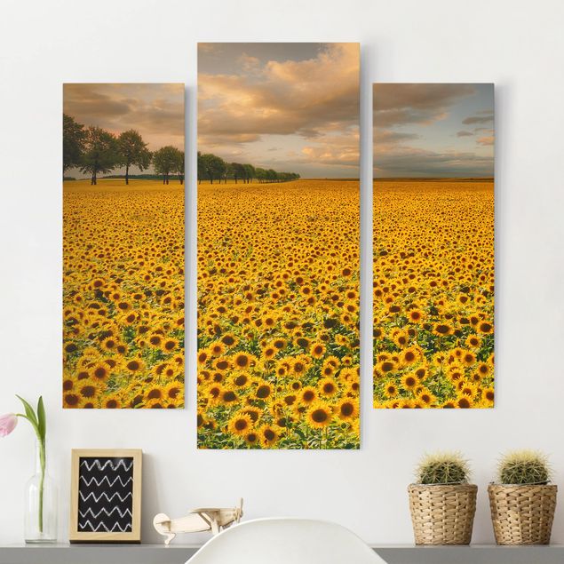 Obrazy słoneczniki Pole z słonecznikami
