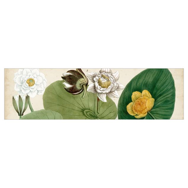 Panel ścienny do kuchni - Ilustracja w stylu vintage Biała lilia wodna