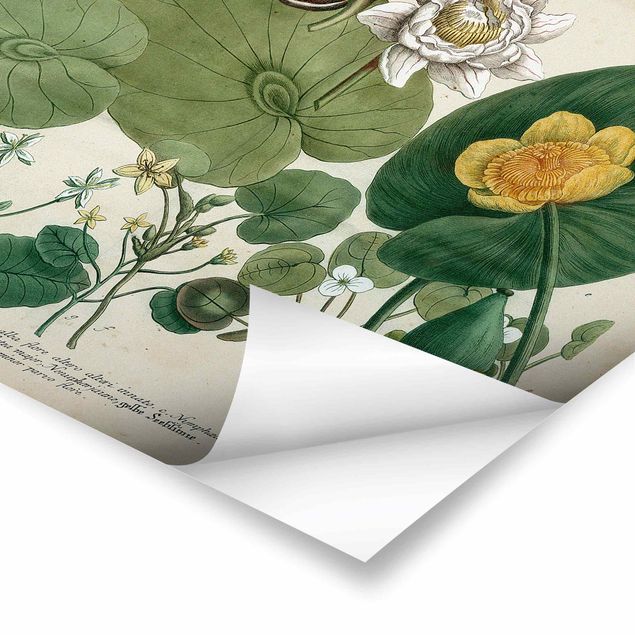 Obrazy z motywem kwiatowym Ilustracja w stylu vintage Biała lilia wodna