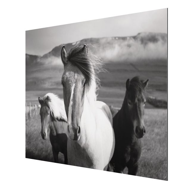 Nowoczesne obrazy Czarne i białe dzikie konie