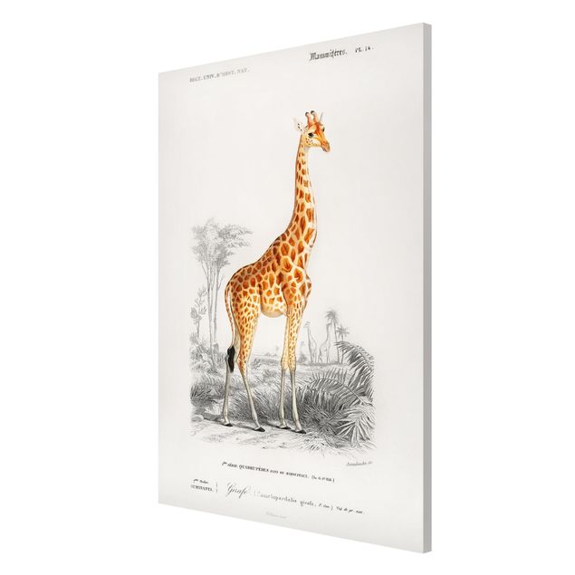Obrazy ze zwierzętami Tablica edukacyjna w stylu vintage Tablica dydaktyczna w stylu vintage Żyrafa