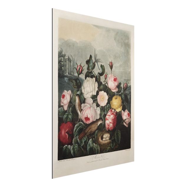 Dekoracja do kuchni Botanika Vintage Ilustracja róż