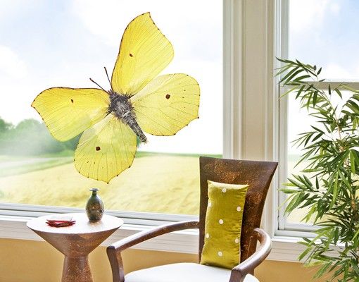 Folia okienna do sypialni Motyl cytrynowy