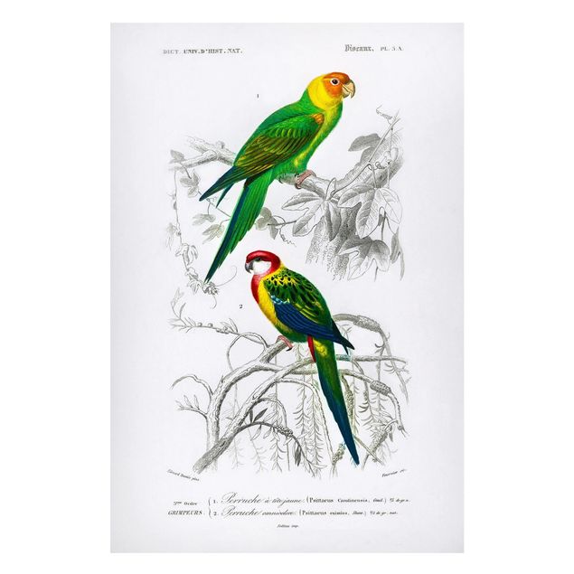 Obrazy do salonu Tablica edukacyjna w stylu vintage Dwie papugi Zielona Czerwona