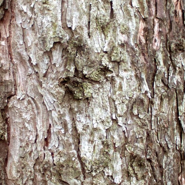 Folia meblowa Kora drzew