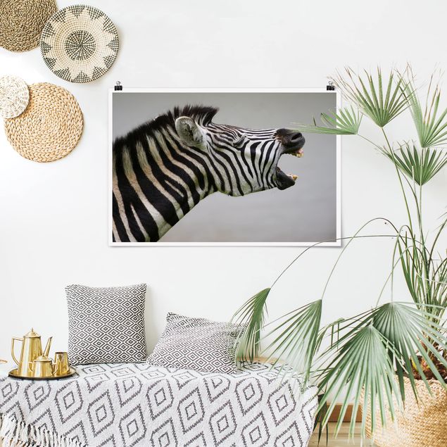 Nowoczesne obrazy do salonu Rycząca Zebra