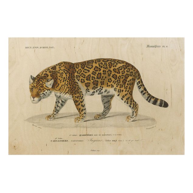 Obrazy Tablica edukacyjna w stylu vintage Jaguar