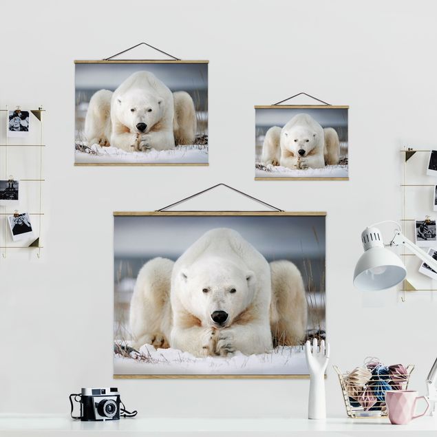 Obrazy Przemyślany niedźwiedź polarny