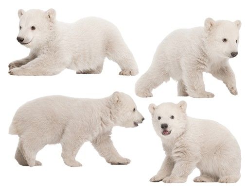 Pokój niemowlęcy Nr 642 Bracia niedźwiedzia polarnego