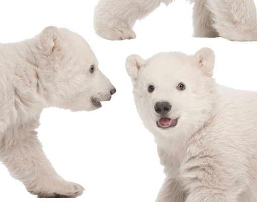Naklejki ścienne Nr 642 Bracia niedźwiedzia polarnego