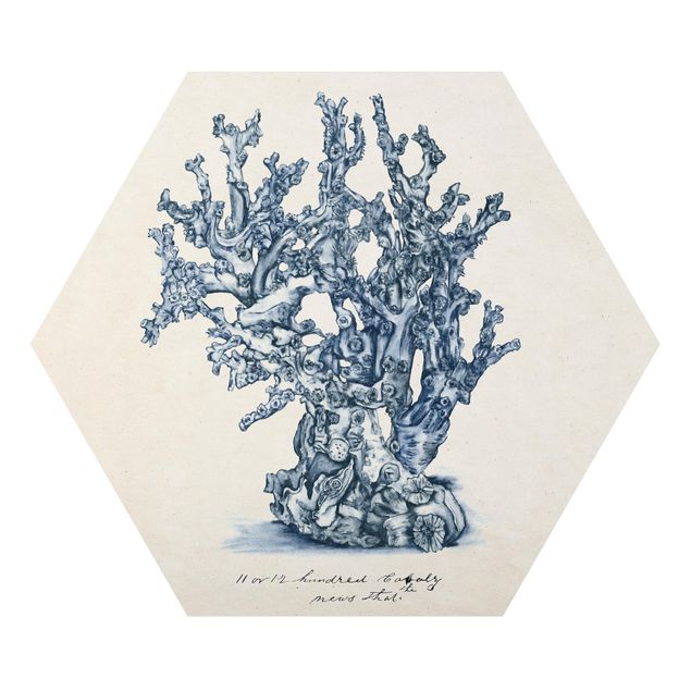Obraz heksagonalny z Alu-Dibond - Badanie koralowców morskich II