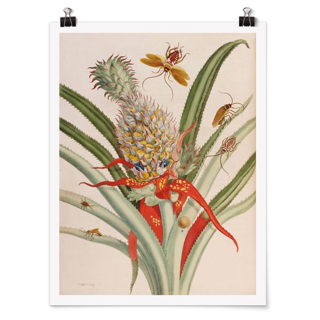 Obrazy retro Anna Maria Sibylla Merian - Ananas z owadami