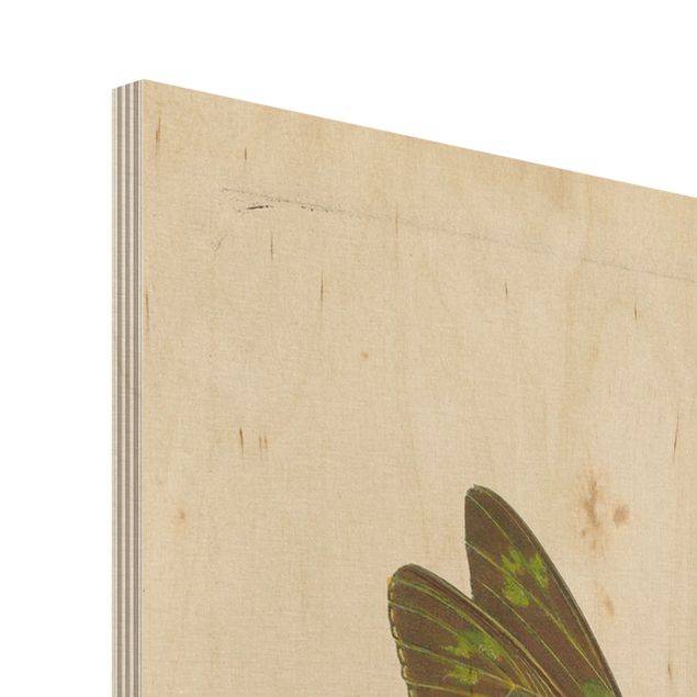 Obraz z drewna - Ilustracja w stylu vintage Motyle egzotyczne