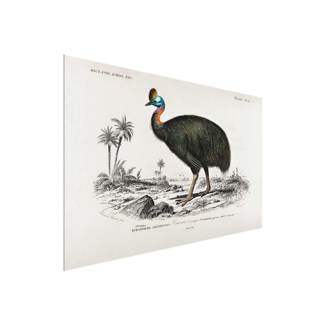 Obrazy na szkle zwierzęta Tablica edukacyjna w stylu vintage Emu